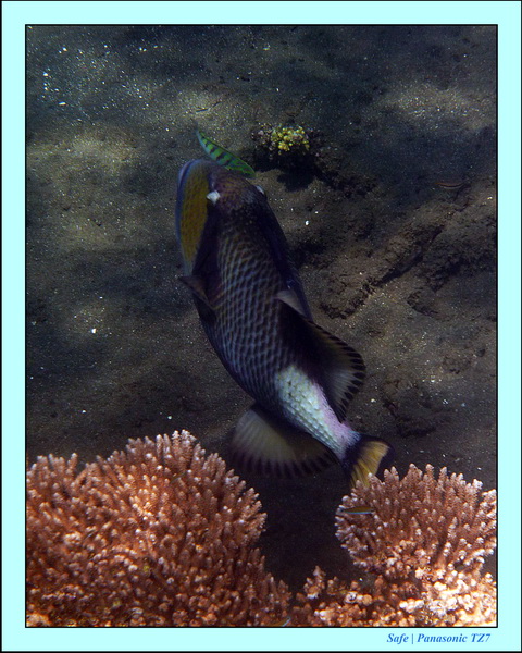 2012 - 07 - Dauin Sanctuary 33